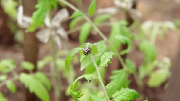 Escarabajo de la patata de Colorado Leptinotarsa decemlineata plaga de patatas y tomates — Vídeos de Stock