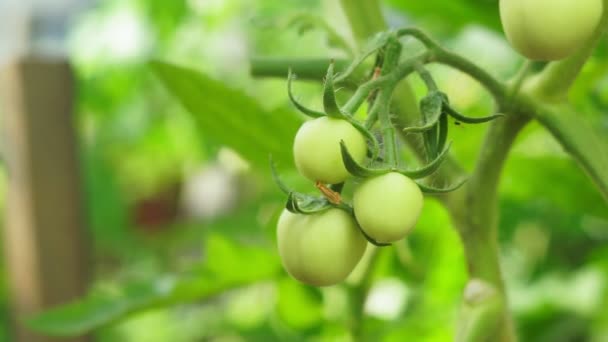 Grüne, nicht reife Tomaten im Sommer im Garten. Biologisches Gärtnern. — Stockvideo