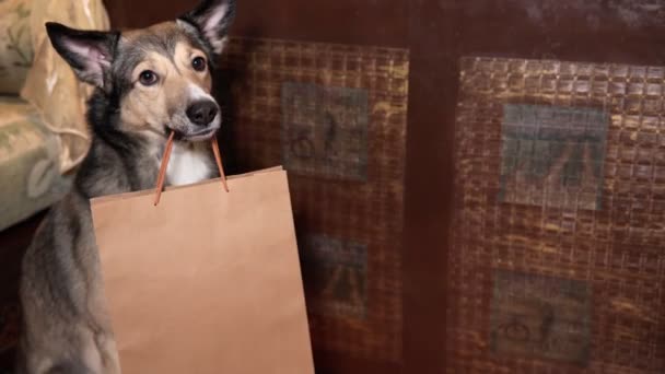 狗把包裹放在家里。食物递送，文字空间，好孩子 — 图库视频影像