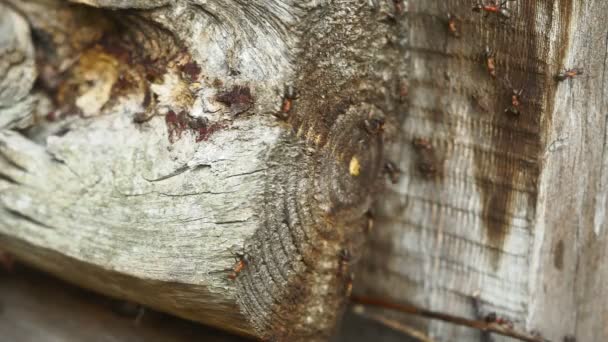 Ameisenhaufen im Wald. Großer Ameisenhaufen mit Ameisenkolonie im Sommerwald. Ameisen auf dem Ameisenhaufen im Wald aus nächster Nähe — Stockvideo