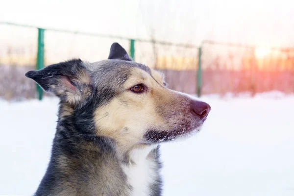 Portrett Nærhund Hunden Ser Inn Kameraet Kjærlighetsbegrepet Dyr Hundegåing Vinteren – stockfoto