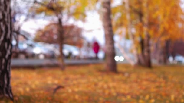 Musim gugur latar belakang kebokeh kota Abstrak blur. fokus selektif — Stok Video