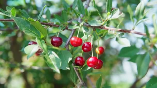Dojrzałe wiśnie na drzewie latem. dojrzałe jagody w ogrodzie. ukierunkowanie selektywne — Wideo stockowe
