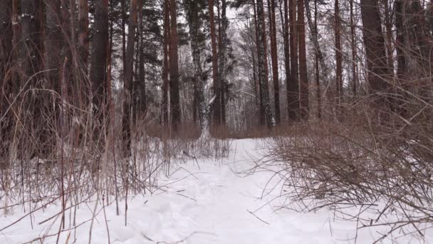 Panoráma a téli erdő, felhős nap statikus kamera. — Stock videók