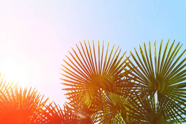 Palmeira Sob Céu Verão Fundo Tropical Viajar Espaço Cópia — Fotografia de Stock