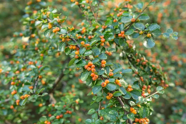 Bayas Rojas Cotoneaster Una Planta Con Flores Familia Las Rosáceas —  Fotos de Stock