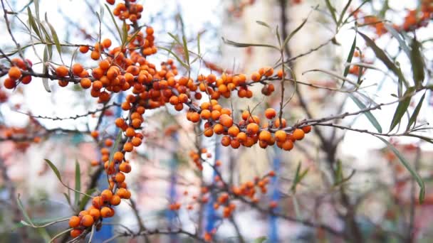 Buckthorn berries on the branch of sea-buckthorn tree. Shallow depth of field. — Stock Video