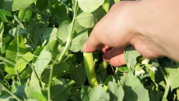 Cosechando un cultivo de guisantes verdes en primer plano. agricultor recoge verduras ecológicas — Vídeo de stock