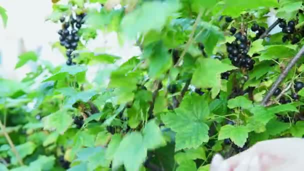 Passa de Corinto preta nos ramos de um arbusto. mão colher bagas foco seletivo — Vídeo de Stock