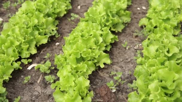 Groene Sla bladeren op tuinbedden in het groenteveld. Tuinieren groene salade planten in de volle grond. — Stockvideo