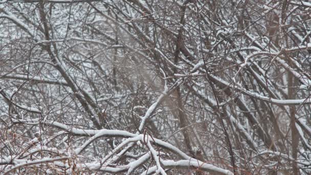 Śnieg na gałęziach drzew w zimie. Śnieg pada pięknie z gałęzi świerku. — Wideo stockowe