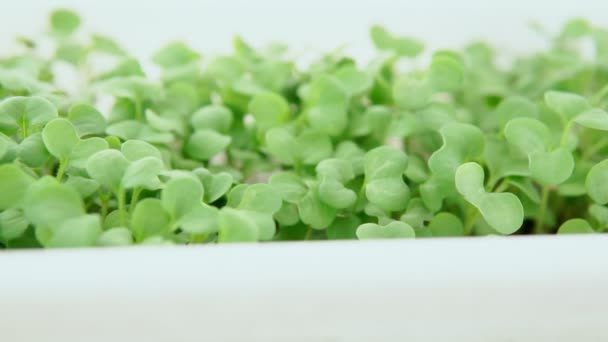 Micro brotes verdes para cocinar alimentos veganos saludables. cultivo en casa, comida saludable, rúcula, mostaza — Vídeos de Stock