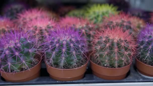 Colorful cacti are grown in brown pots and sold at the cactus market. Selective focus. — Stock Video