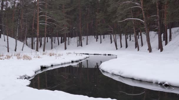 Havas téli erdő folyó jelenet. Tájkép hófákkal. statikus kamera — Stock videók
