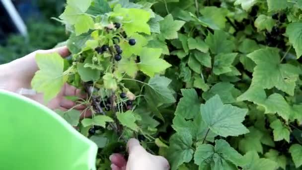 Урожай черной смородины ягод. женская рука собирает ягоды выборочно — стоковое видео