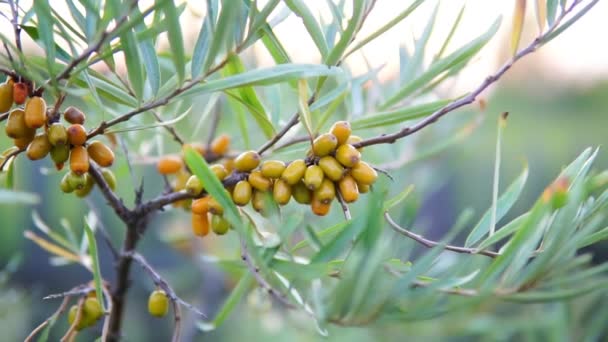 Sea buckthorn growing on a tree close up Hippophae rhamnoides. Medical plant. — Stock Video