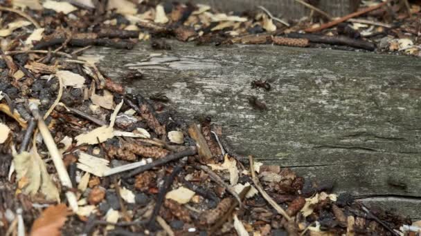 Ameisenkolonie. Ein Pfad schwarzer Ameisen. Ameisen im Wald — Stockvideo
