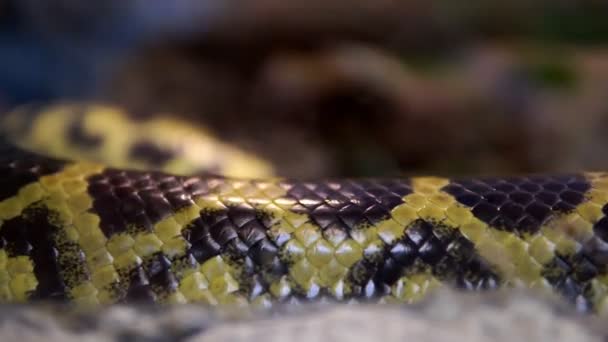 Anaconda, также известный как общая анаконда, общая вода боа или sucuri. — стоковое видео