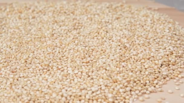 Macro biologica dei semi di quinoa chenopodium. cibo vegetariano. focus selettivo — Video Stock