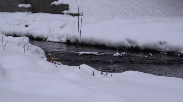 Neige hiver forêt rivière scène. Paysage avec des arbres à neige — Video