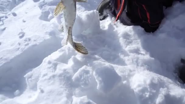 Visser ving een snoek in de winter. selectieve close-up-focus — Stockvideo