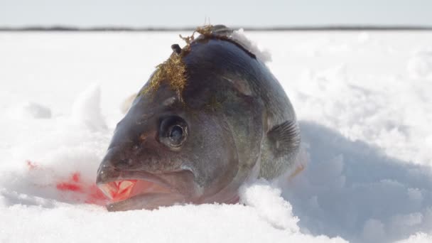 Pesce persico primo piano nella neve. catture fresche sulla pesca invernale — Video Stock