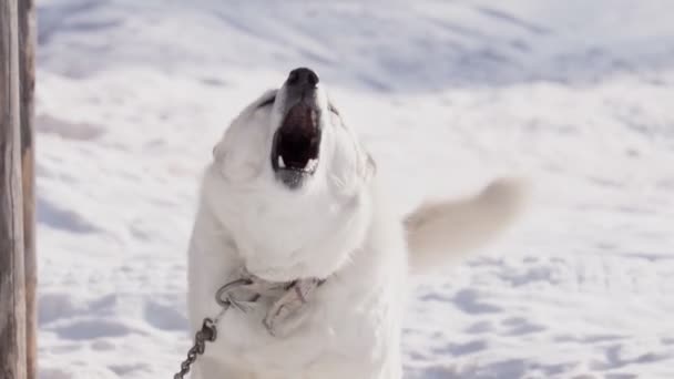 White dog on the background of winter snow. the dog barks and looks at the camera — Stock Video