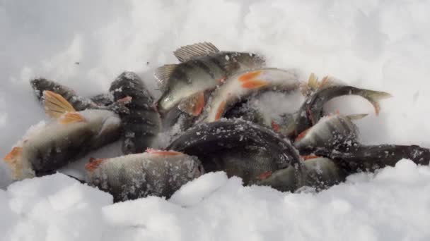 Baars vis liggend op de sneeuw. wintervissen vangen. Perca fluviatilis. Langzame beweging — Stockvideo