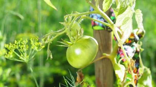 No maduro, tomate verde en una rama en el jardín del agricultor. El manojo de los tomates grandes verdes sobre el arbusto. — Vídeos de Stock