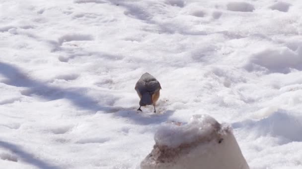 Jay il colorato eurasiatico mangia cibo dalla neve. Primo piano. inverno. Fauna selvatica. — Video Stock