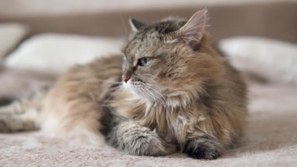 Vastag bolyhos macska fekszik Nyugodtan, és belenéz a kamerába, pihen a kanapén — Stock videók