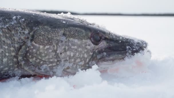 Большая северная щука Esox lucius. зимняя рыбалка Рыболовный трофей — стоковое видео