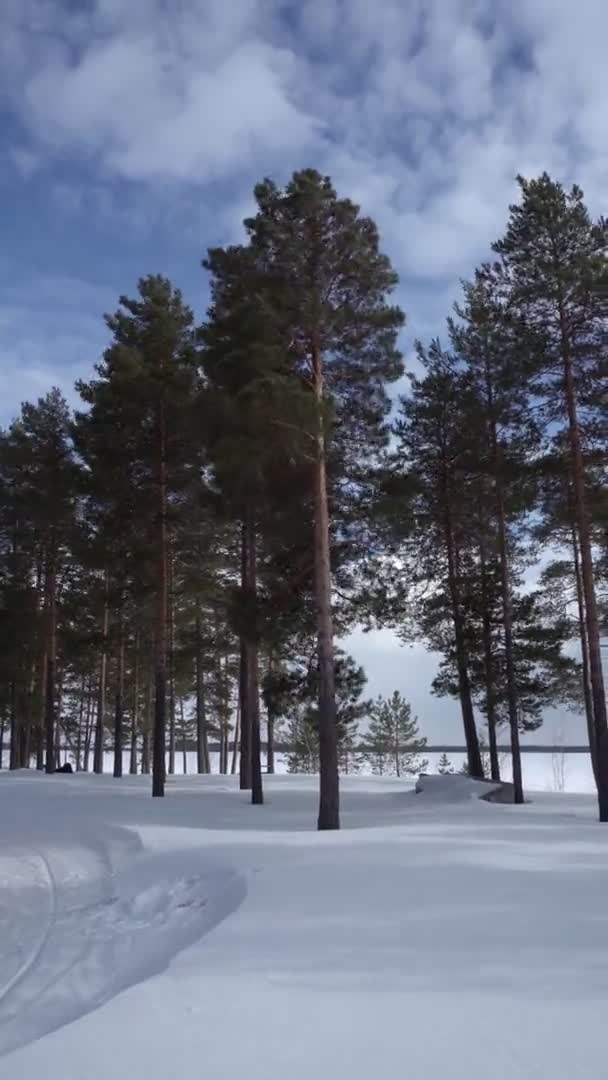 Pins feuilles vue d'en bas contre le ciel bleu, la nature hivernale. Paysage, vidéo verticale — Video