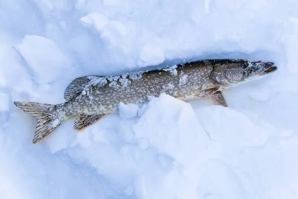 Pesca Lucio Invierno Desde Hielo Pesca Deportiva Depredador —  Fotos de Stock