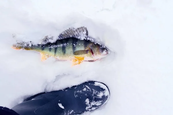 魚の一般的なパーチキャッチ ヨーロッパのパーチは 川の氷の上にあります 氷上釣り — ストック写真