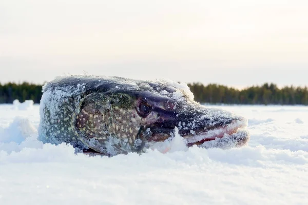 Big Northern Pike Esox Lucius 冬の釣り 釣りトロフィー — ストック写真