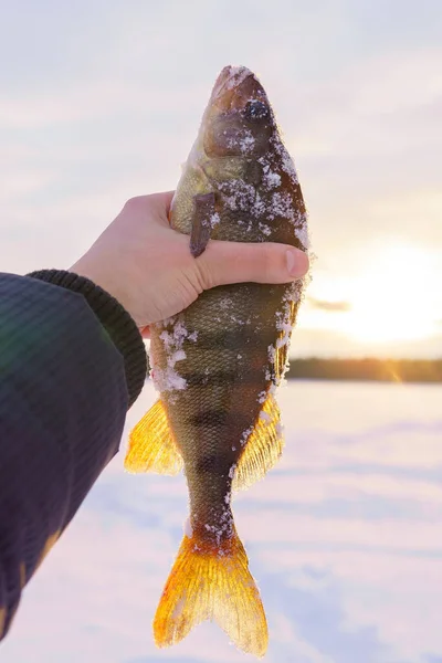 Depredador Peces Perca Mano Del Pescador Primer Plano Concepto Pesca —  Fotos de Stock