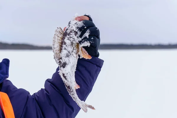 Depredador Peces Perca Mano Del Pescador Primer Plano Concepto Pesca — Foto de Stock