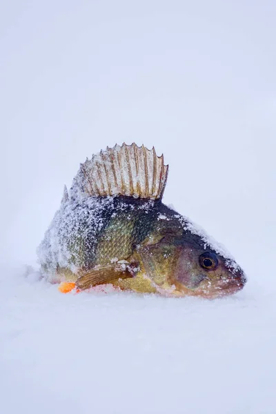 Peixe Poleiro Neve Inverno Lago Pesca Fluvial Paisagem Inverno — Fotografia de Stock