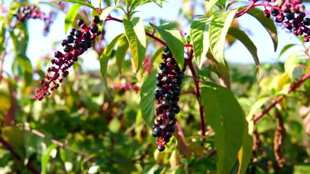 Phytolacca americana, como pokeweed americano, pokeweed, poke sallet, dragonberries una planta herbal — Vídeos de Stock