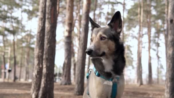Porträt eines Hundes mit selektivem Fokus im Frühlingswald — Stockvideo