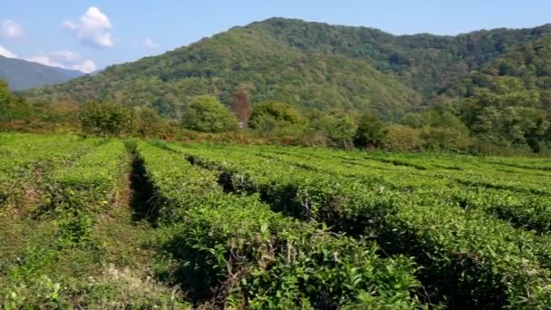 Zielone liście na krzewach herbaty na plantacji. Koncepcja rolnictwa środowiskowego — Wideo stockowe