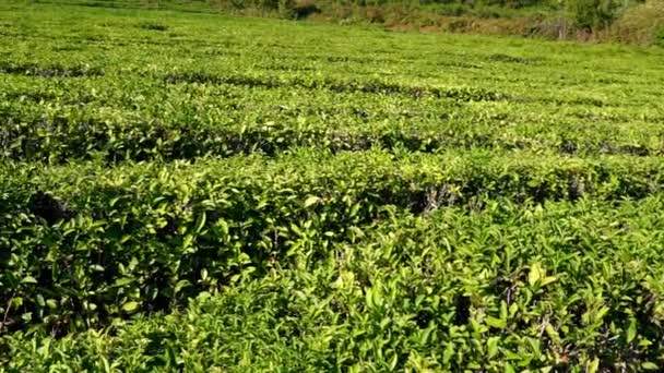 Листья зеленого чая на чайном кусте. статическая камера, осенняя жатва — стоковое видео