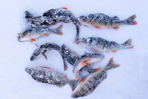 Pez Perca Acostado Nieve Pesca Invierno Captura Perca Fluviatilis — Foto de Stock