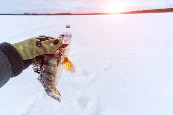 Predator Fish Perch Fisherman Hand Close Concept Fishing Selective Focus — Stock Photo, Image