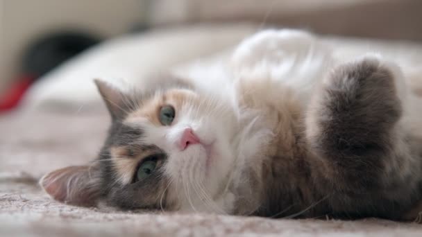 Vicces barna csíkos aranyos zöld szemű cica hazugság. Barna macska fekszik -ban fehér ágynemű. — Stock videók