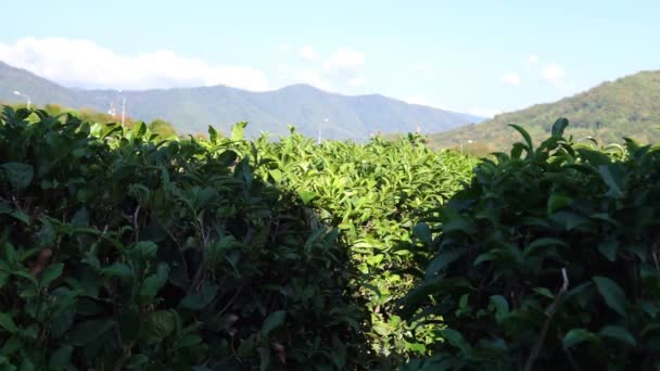 Hojas de té verde en el arbusto de té. la cámara estática, la cosecha de otoño — Vídeo de stock