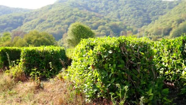 Green tea leaves on the tea bush. autumn harvest — Stock Video