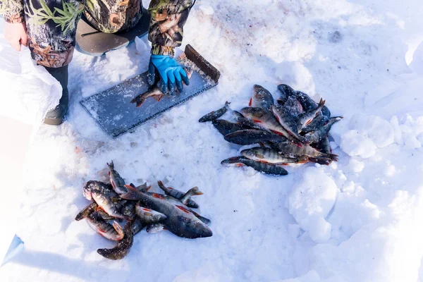 Biólogo Captura Peces Mide Peso Invierno — Foto de Stock