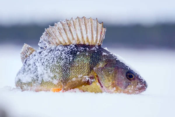 Peixe Poleiro Neve Inverno Lago Pesca Fluvial Paisagem Inverno — Fotografia de Stock